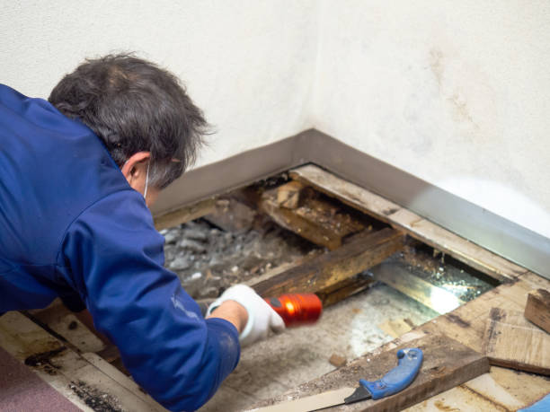 Best Same-Day Mold Removal  in Woodsboro, TX