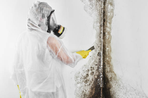 Best Attic Mold Removal  in Woodsboro, TX