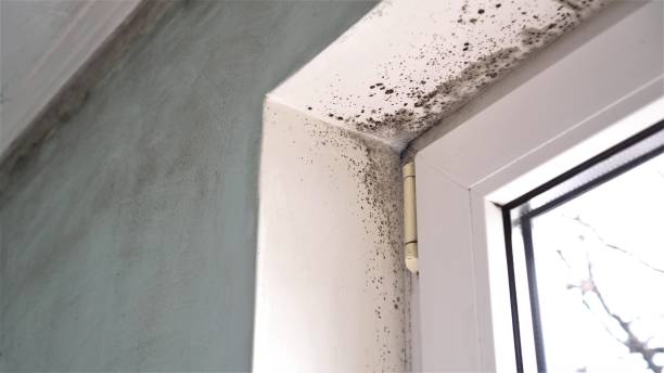 Best Mold Removal Company Near Me  in Woodsboro, TX