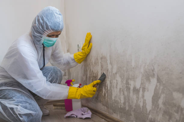 Best Mold Remediation  in Woodsboro, TX