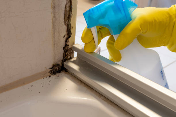 Trusted Woodsboro, TX Mold Removal Experts