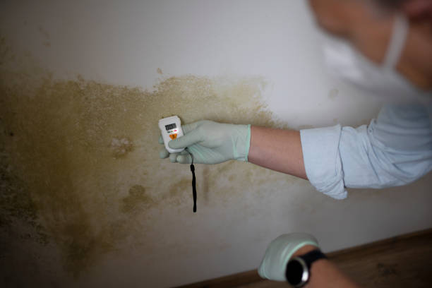 Best Commercial Mold Removal  in Woodsboro, TX