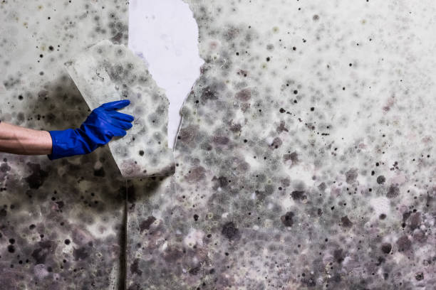 Best Mold Testing  in Woodsboro, TX