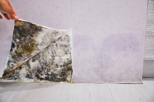 Best Mold Remediation Services  in Woodsboro, TX